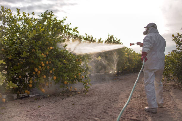 Best Pest Removal Services  in Plantation, FL