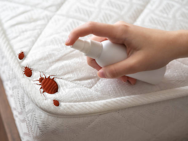 Best Affordable Pest Control Services  in Plantation, FL