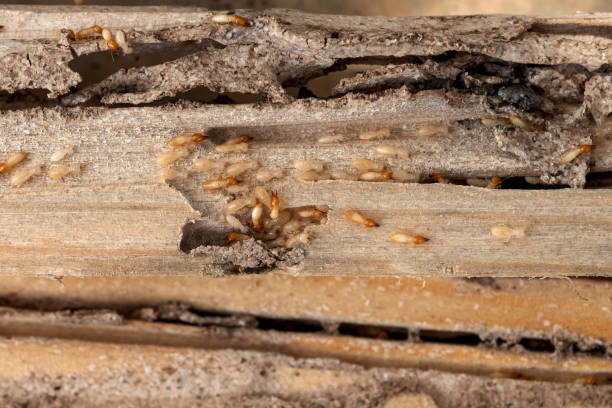 Trusted Plantation, FL Pest Control Experts
