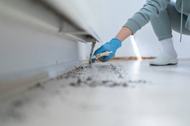 Best Mosquito Control Services  in Plantation, FL